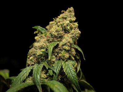 Is It Time To Invest In Curaleaf? Analyst Shares Perspective Post Q1 Earnings