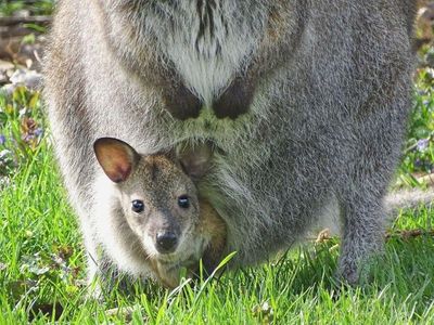 Detroit Zoo says missing wallaby joey likely snatched from the sky