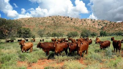 Vet shortage puts Australia’s biosecurity at risk as foot-and-mouth disease looms
