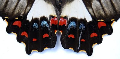 The book that changed me: how field guides showed me the awe-inspiring diversity of insects