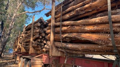 Greenbushes timber mill closes earlier than expected after native forest logging ban
