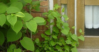 Bristol ranked second 'worst' location for invasive Japanese Knotweed