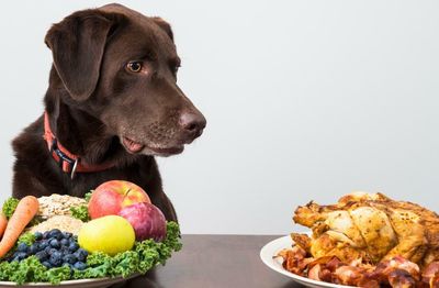 ‘People say they want me arrested’: the owners putting their pets on vegan diets