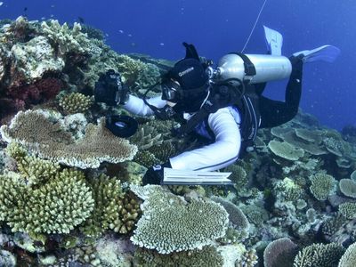 Australia says most Great Barrier Reef coral studied this year was bleached