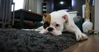 Dog owners warned over 'dangerous' TikTok trend