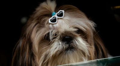 Australian Dog Drives Owner’s Car