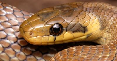 Rat-eating six-foot snakes bigger than an adder found breeding in the wild in Wales