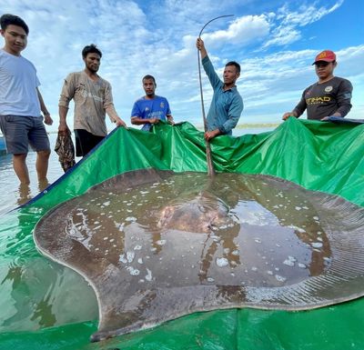 It was this big! Cambodian fishermen hook giant endangered stingray