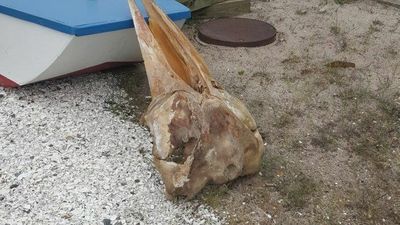 Mysterious Animal Skull Identified After Washing Up On New Jersey Beach