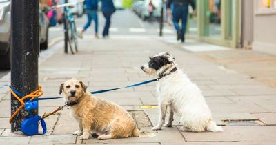 Woman 'punched and kicked' in vicious attack after asking for dog to be put on a lead