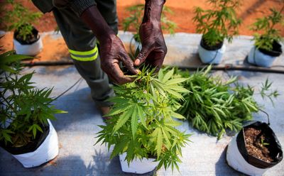 Zimbabwean farmers hope for whiff of cannabis boom