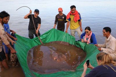 Cambodian fishermen hook giant endangered stingray in Mekong