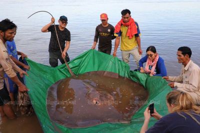 Fishermen hook giant stingray