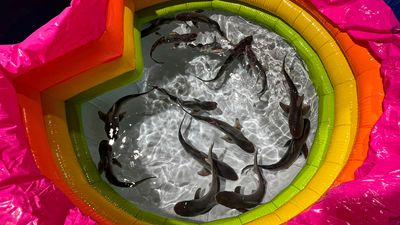 VIDEO: Little Nippers: Jaws-Dropping Record Baby Shark Litter Born In Spain