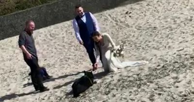 Rescue dog lands into Ballyholme Beach wedding photos and demands a game of fetch