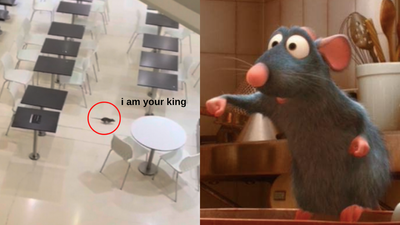 A New King Of Rats Was Seen In Westfield Parramatta So Someone Ask Remy To Collect His Cousin