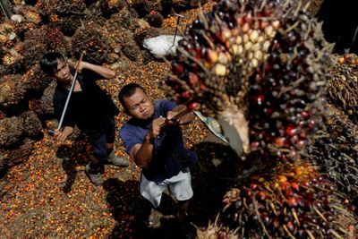 Indonesia seeks to balance international, local palm oil demand