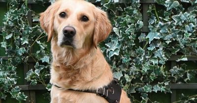The p-awesome canine named Cosmos by the Enchanted Forest passes first stage to become a Guide Dog