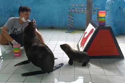 Name the baby seal at Songkhla Zoo