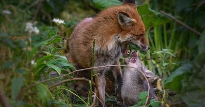 Edinburgh photographer snaps adorable fox parents with their new born cubs