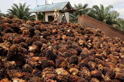 Indonesia seeks to balance international, local palm oil demand -official