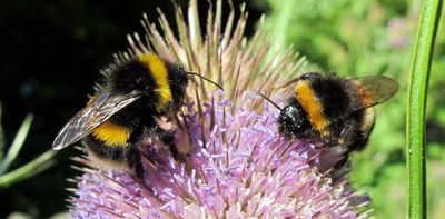 Beyond honey: 4 essential reads about bees