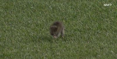 Mets fans have now adopted a Rally Rat after the rodent invaded the field in Washington