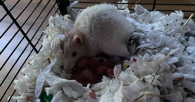 Scots couple left shocked as 'chunky' pet rat gives birth to 13 pups just days after they bought her