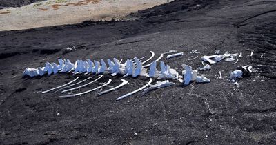 Terrifying 'zombie worms' that eat bones by boring into them to get at nutrients