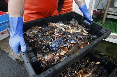 Yorkshire’s title as the lobster capital of Europe under threat as thousands was up dead