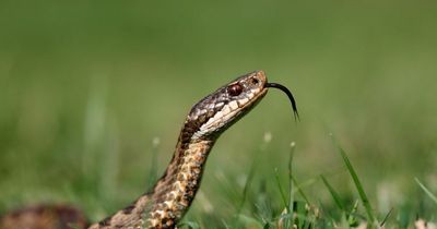 Rat-eating six-foot snakes found breeding in UK after possible zoo escape
