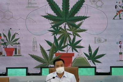 Thailand providing free cannabis plants for home cultivation