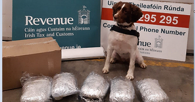 Detector dog Waffle sniffs out €90k worth of herbal cannabis in parcel labelled 'books'