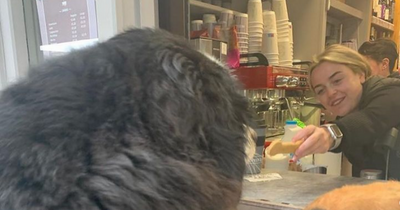 Padraig Harrington's dog chooses popular south Dublin coffee shop as favourite 'walk' after given treat