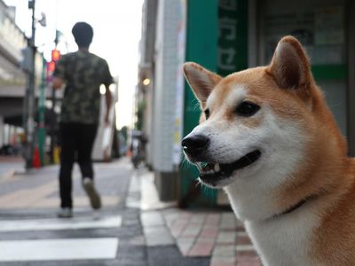 We Asked 1,000 Readers Why They Invested In Dogecoin Instead Of Bitcoin, Ethereum