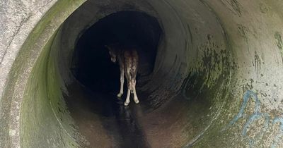 Praise for Northumbrian Water workers after they rescue distressed foal from County Durham culvert