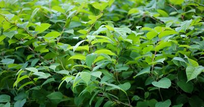 Japanese knotweed worst hotspots in the UK revealed - is your area one of them?
