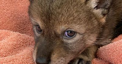 Kind family rescue 'distressed, abandoned puppy' - then realise it's not a dog