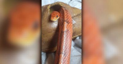 Couple stunned after missing pet snake Mikey turns up SIX MONTHS later outside their old front door