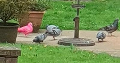 Mum stunned as bright pink PIGEON lands outside her window as theories run wild