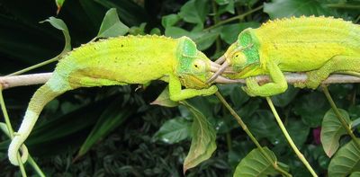 A tug of war between survival and fitness: how chameleons become even brighter without predators around