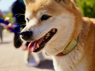 Why Dogecoin Spin-Off Floki Inu Is Up 50% Today, Leaving Bitcoin And Ethereum In The Dust