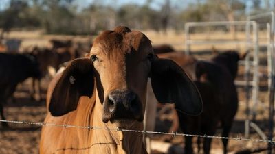 Live export ban class action costs could more than triple for federal government