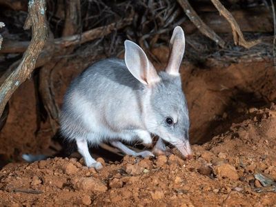 Bilbies coming back from the brink in NSW