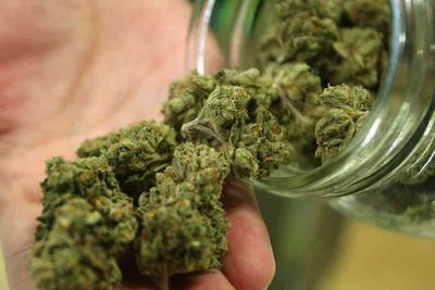 Bihar: One held with 2.5 kg cannabis in Gaya