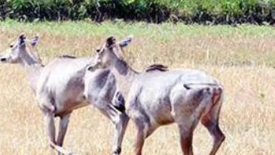 Bihar: Farmers of East Champaran hail govt's decision on nilgais