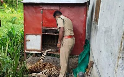 Leopard found dead near Valparai