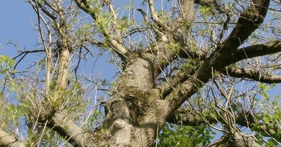West Lothian Council may face £12m tree bill