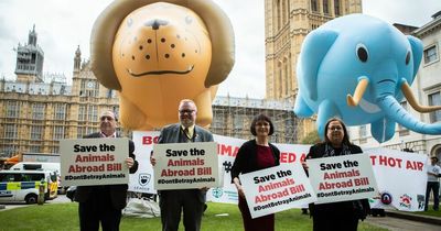 MP calls on government to back animal welfare