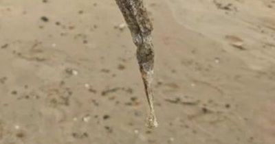 Walker finds mysterious 'forbidden churro' sea creature washed up on beach